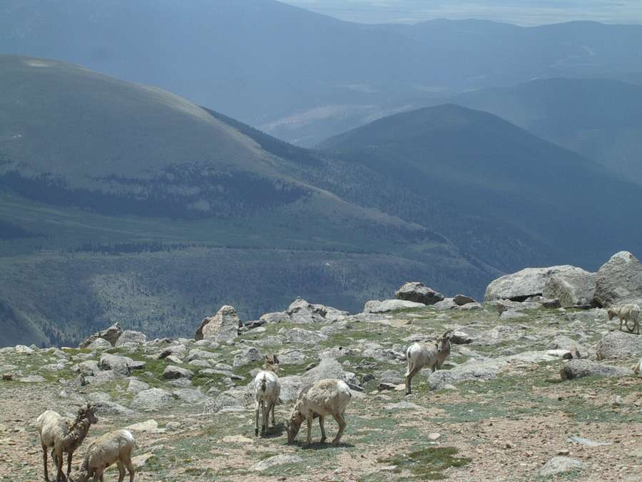 MtnGoatsOnMtEvans.jpg