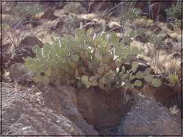 BigBend00206.JPG