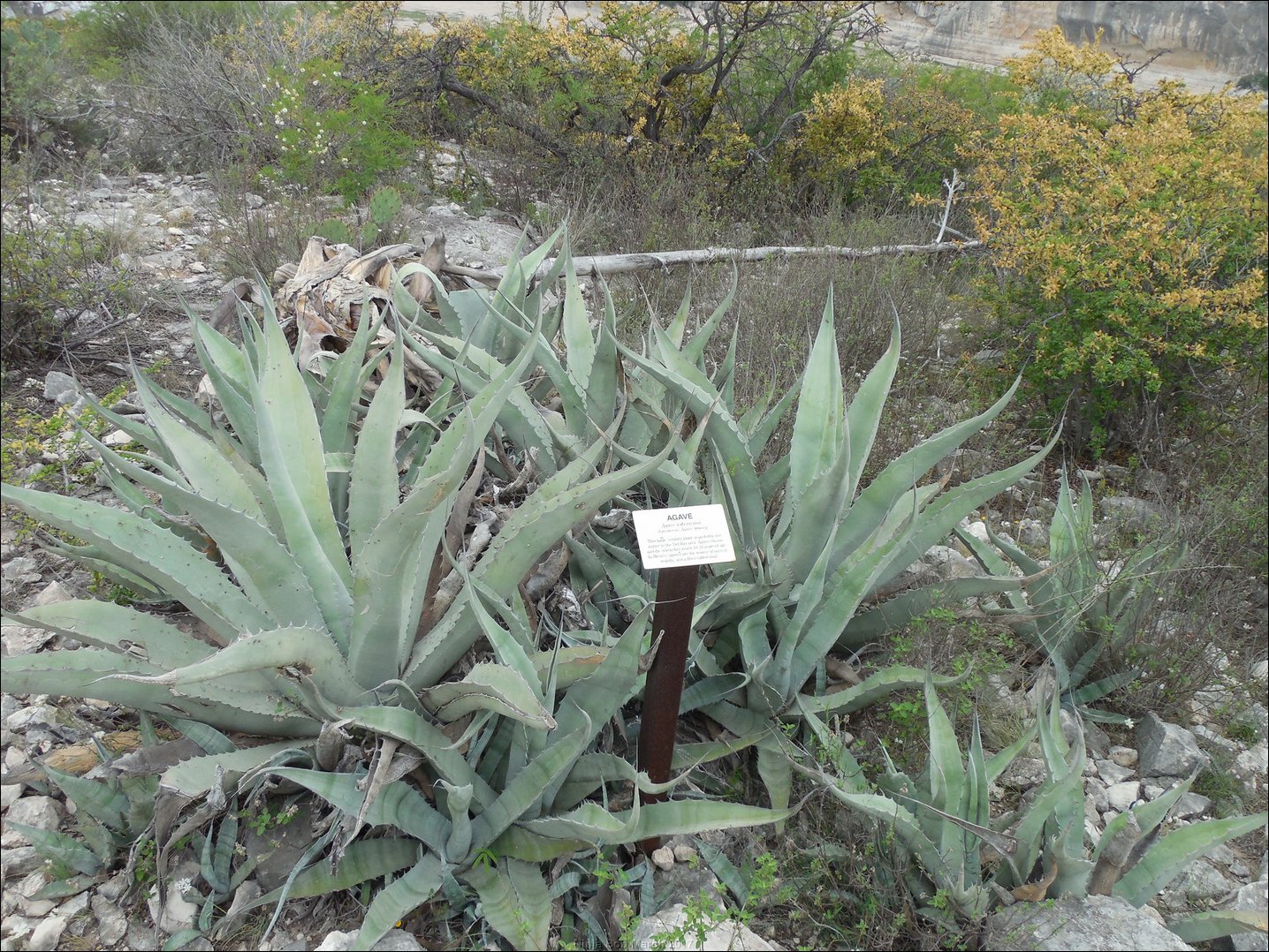 DSCN0350.JPG