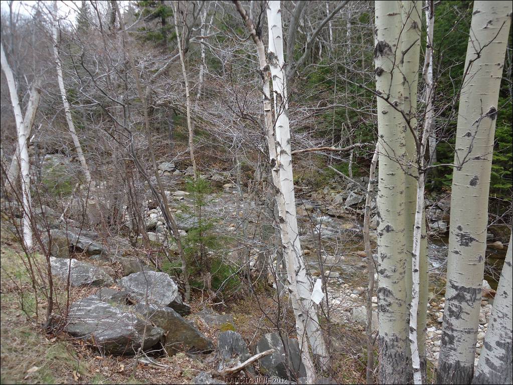 Day7VermontStream.JPG
