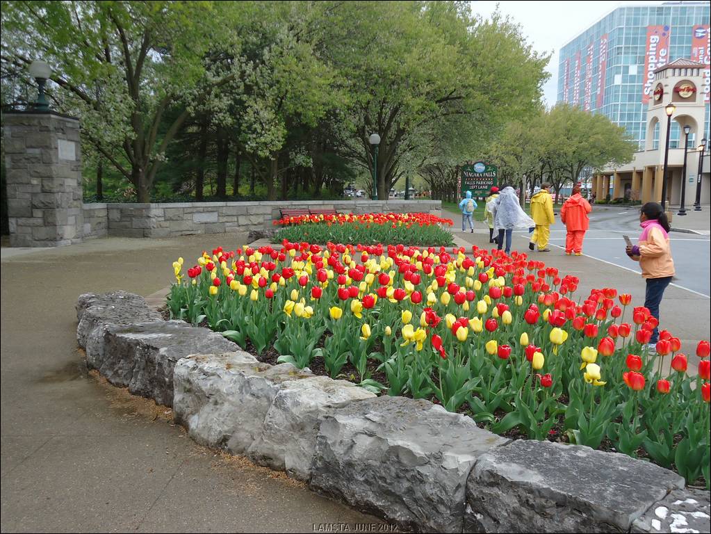 Tulips.JPG