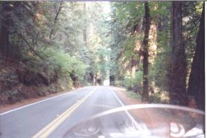 avenueofthegiantss.jpg 300x200