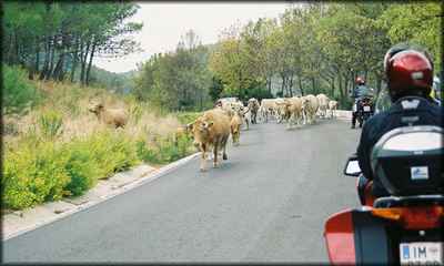 tnLocals.jpg 400x240